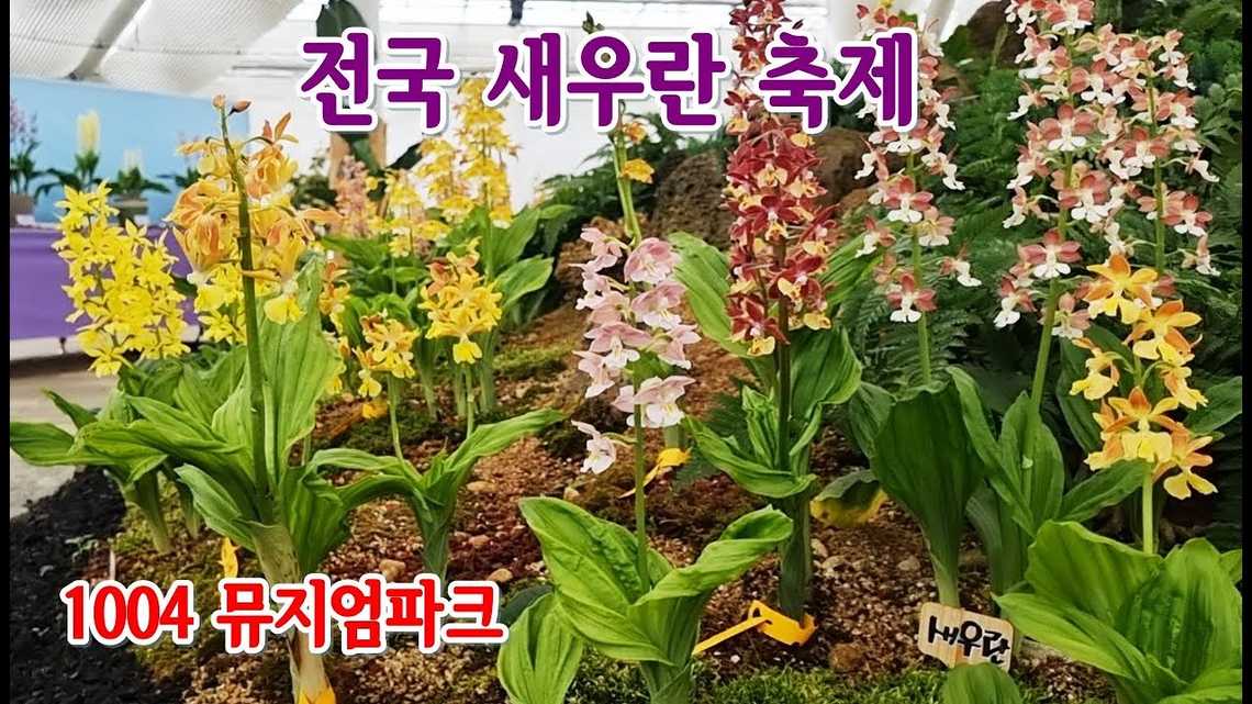 전국 새우란 축제