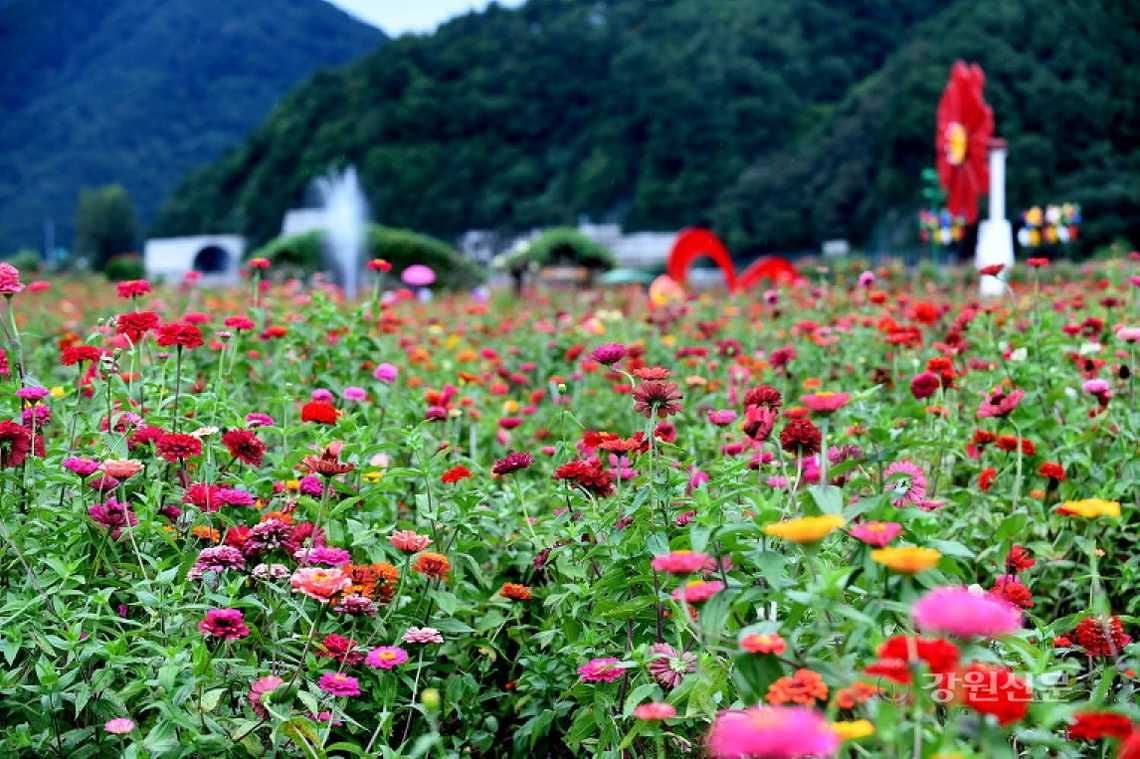 평창백일홍축제