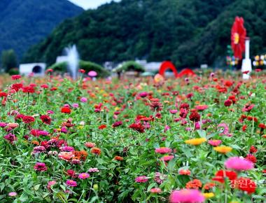 평창백일홍축제