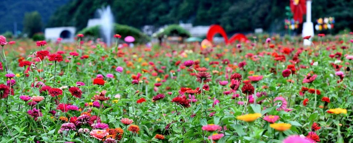 평창백일홍축제