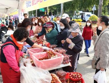 보은대추축제