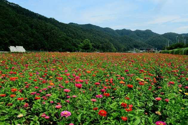 평창백일홍축제