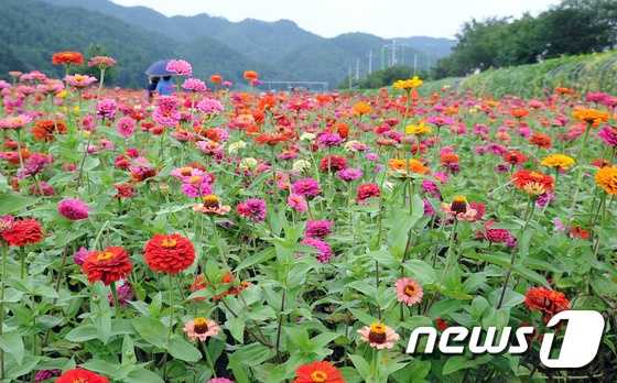 평창백일홍축제