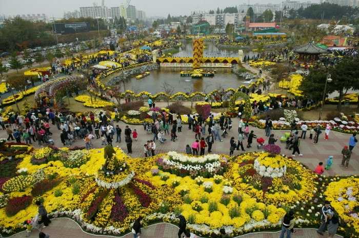 천만송이 국화축제