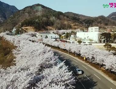 합천벚꽃마라톤대회