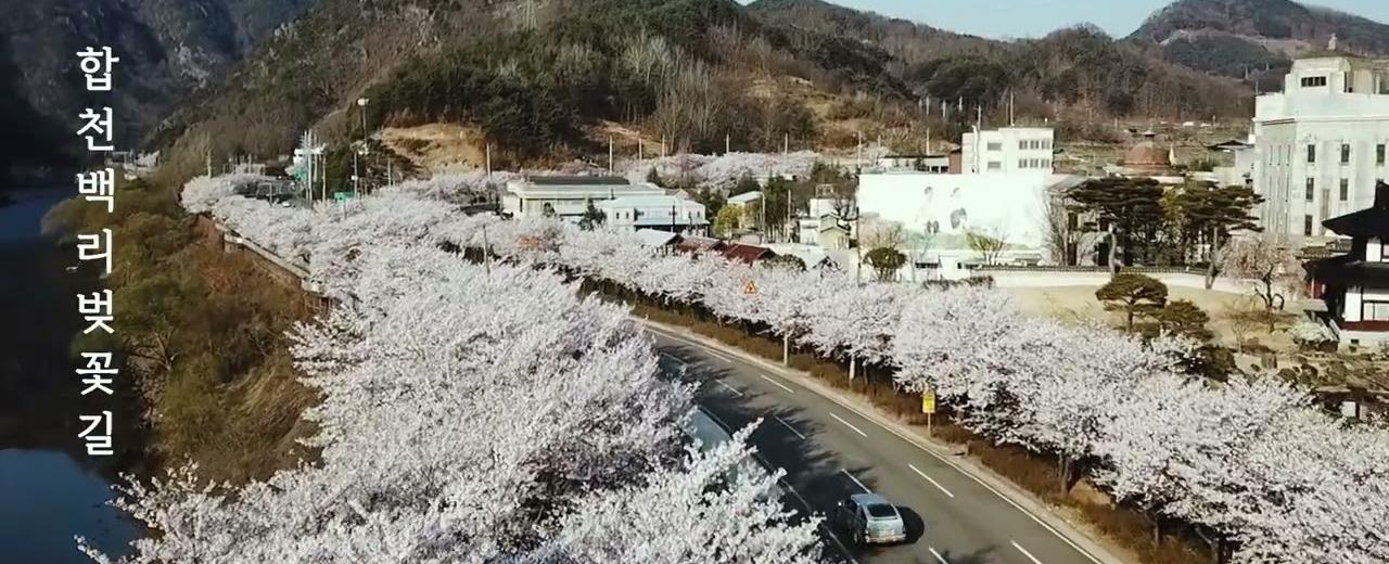 합천벚꽃마라톤대회