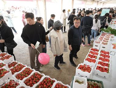 논산딸기축제