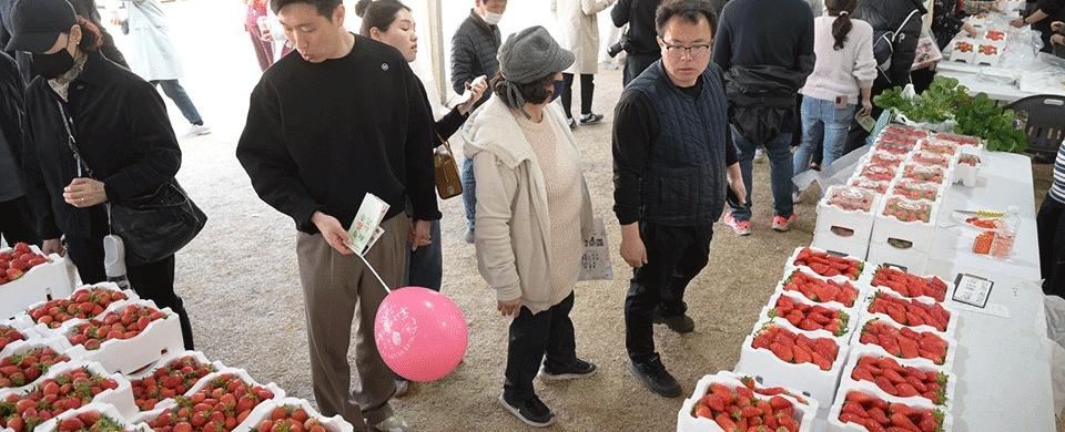 논산딸기축제