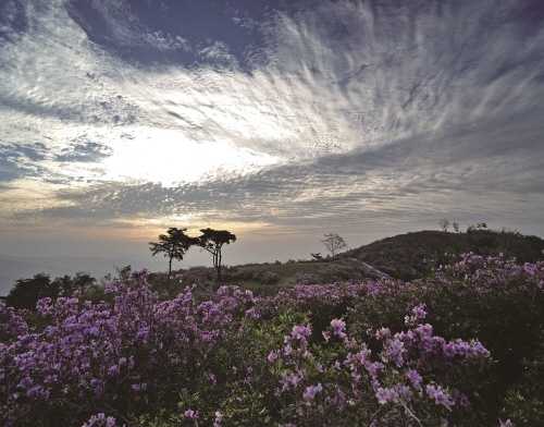 백운산국사봉철쭉제