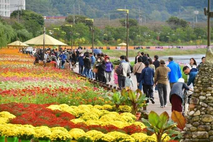 황룡강 가을꽃축제