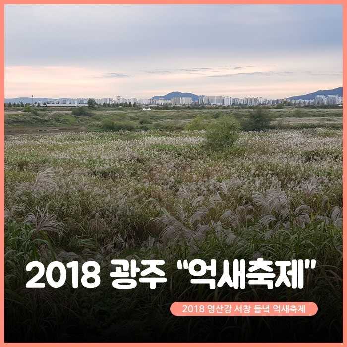 영산강 서창들녘 억새축제