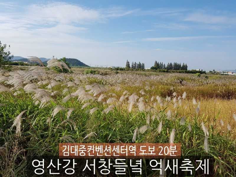 광주서창억새축제