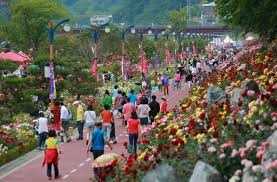 삼척장미축제