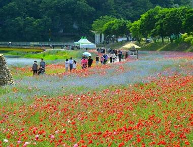 황룡강 (洪)길동무 꽃길 축제