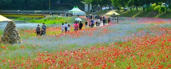 황룡강 (洪)길동무 꽃길 축제