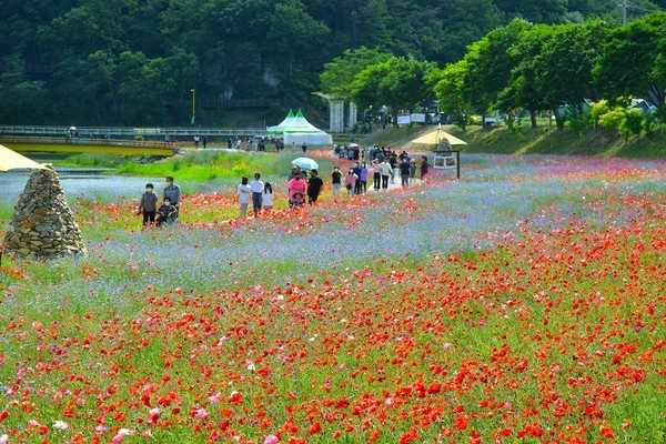 황룡강 (洪)길동무 꽃길 축제